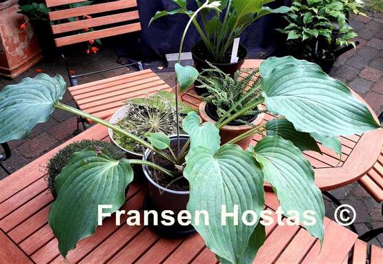 Hosta Grey Area